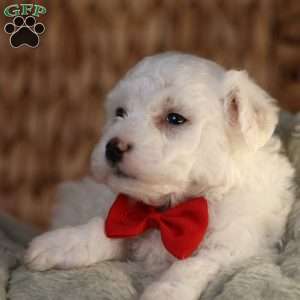 Bobby, Bichon Frise Puppy